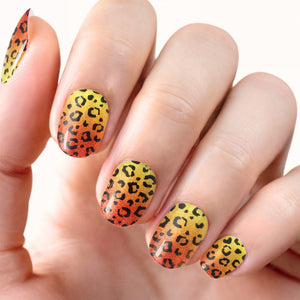 Cheetah Sunset